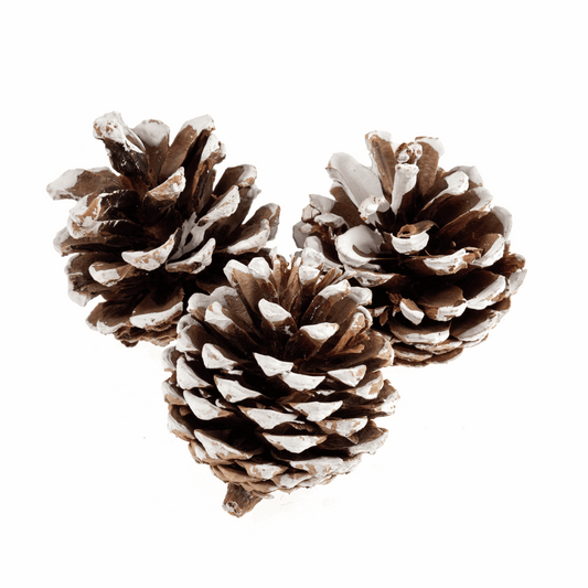 White Tipped Pine Cones (Pack of 9)