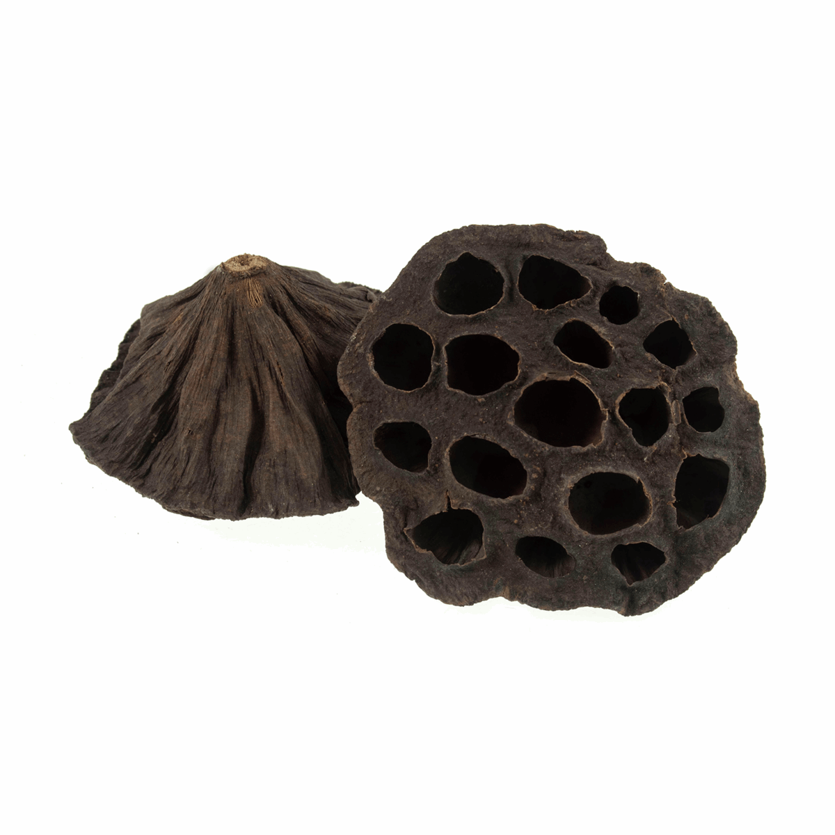Dried Lotus Flower Heads - 8-10cm (Pack of 2)