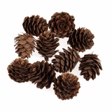 Trimits Natural Pine Cones (Pack of 10)