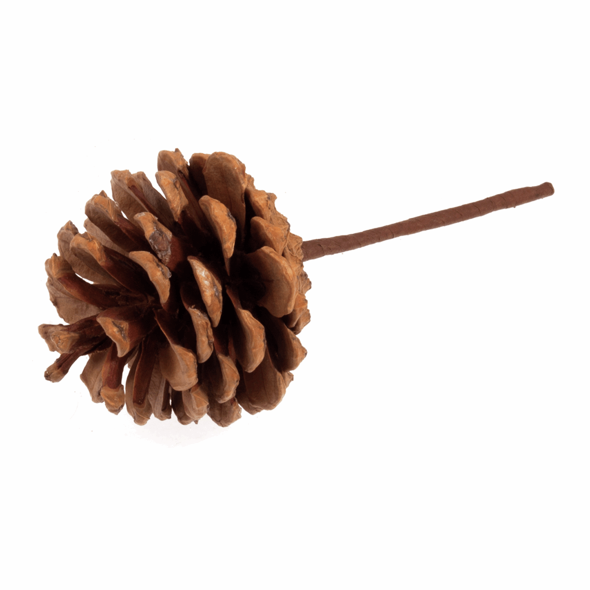 Natural Pinecone on a Stick (1 Piece)