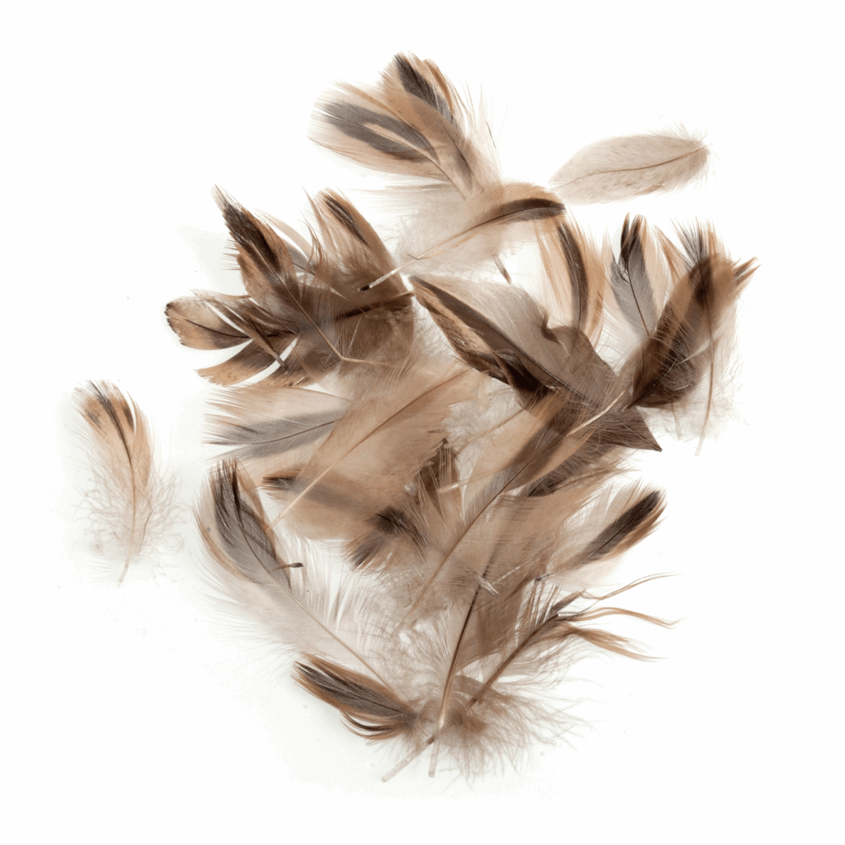 Trimits Duck Feathers - Natural (Pack of 24)